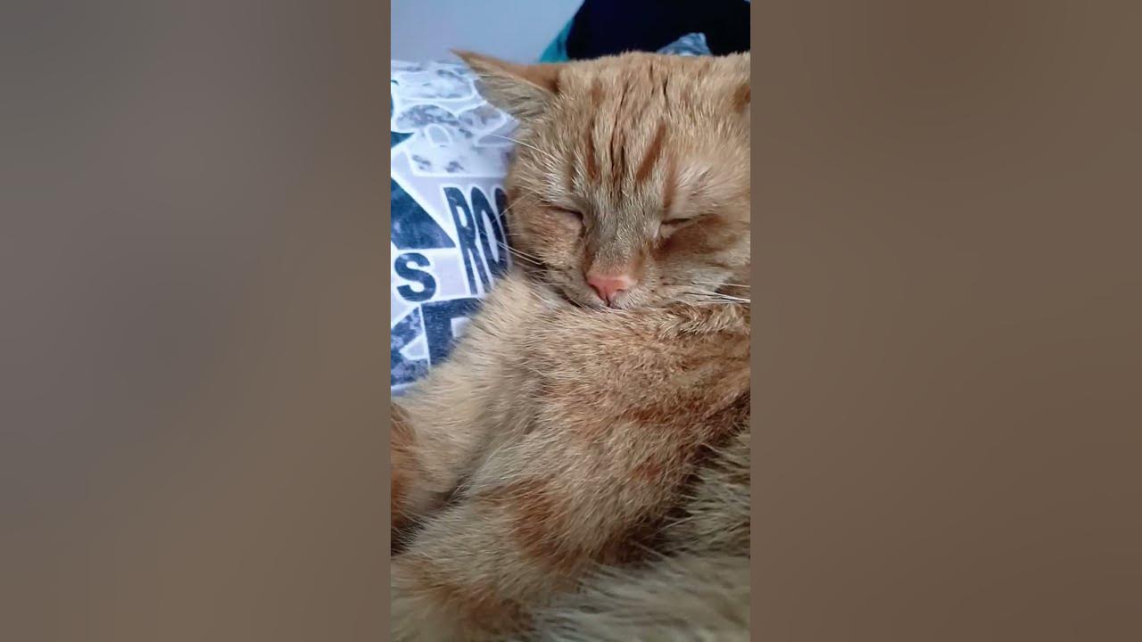 сонный котик спит - YouTube