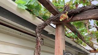 How to Prune grapes Arbor pruning