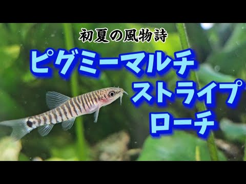 観賞魚 Purchase ornamental fish] Bring home goldfish and medaka that you
