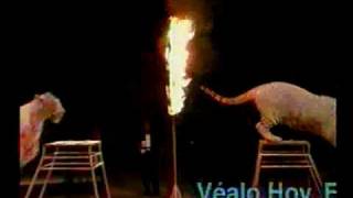 Circo Gasca 3 Tigres , 3 Caballos Y Raul Gasca