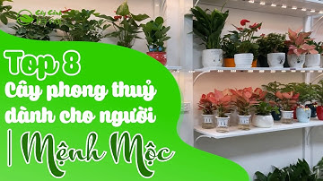 Top 8 cây cảnh phong thuỷ dành cho người mệnh Mộc