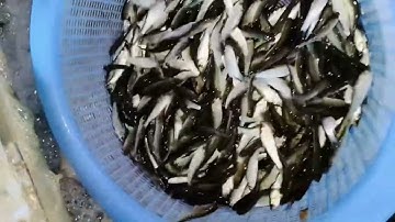 @giathuysan ✅ Cá Linh Non đầu mùa nước nổi Miền Tây 2025 #calinhnon #mientay #dacsan @thuysanwork