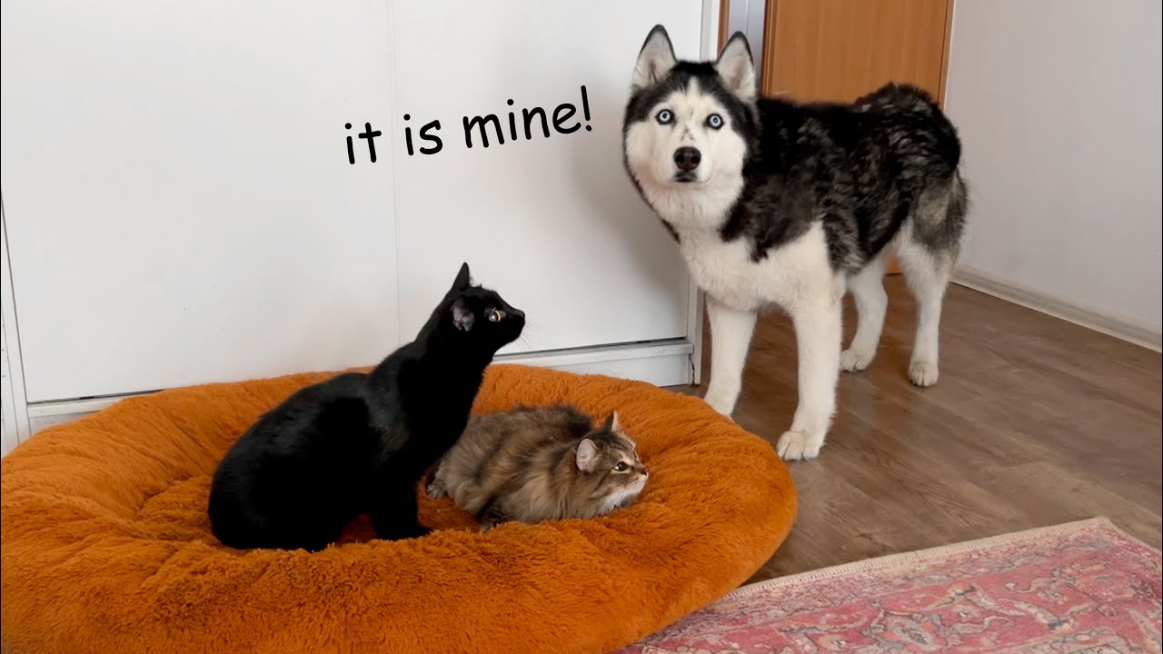 Husky's Reaction to a Kittens Occupying Dog's Bed! Cute Dogs Video