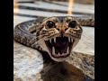 Can a Baby Cobra Actually Be Cute?