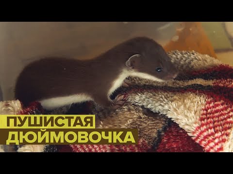 В иркутском Доме природы выхаживают детёныша ласки — видео