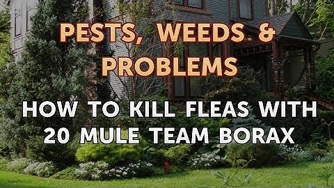 How to Kill Fleas With 20 Mule Team Borax