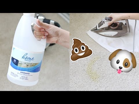 HOW TO REMOVE CARPET STAINS (PET STAINS) | MORE SEREIN