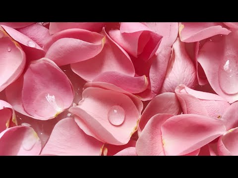 Vidéo: Que Faire à Partir De Pétales De Rose