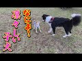 お転婆な子犬女子が大きなワンちゃんを翻弄した・・・