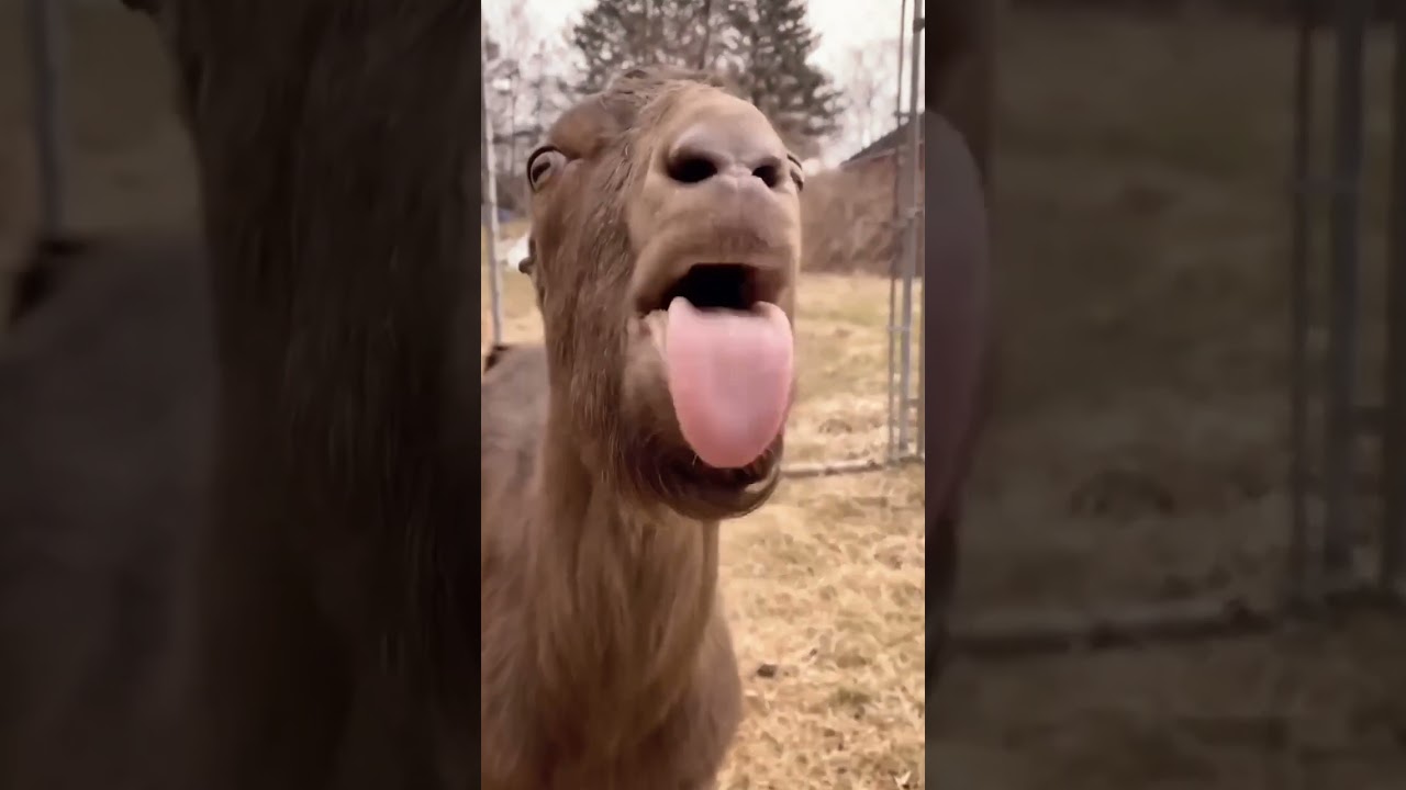 blaaaaahhh blaahhhhhh funny 