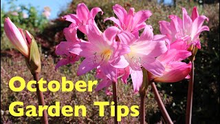 October Garden Tips