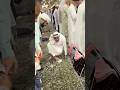 Masha Allah makkah live madina live #makkah #madina #shorts #hajjlive #shortvideo #mecca
