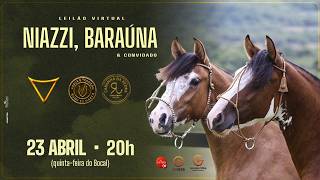 LEILÃO VIRTUAL NIAZZI, BARAÚNA & CONVIDADOS