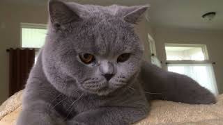 Petting Willy   the spoiled British shorthair cat!