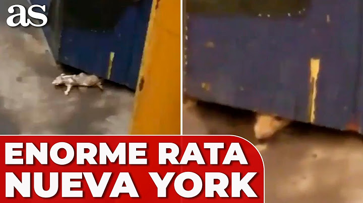 Avistan una RATA ENORME en el METRO de NUEVA YORK