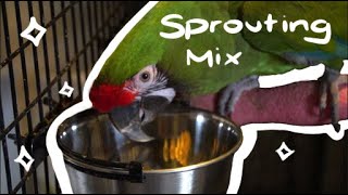 Homemade Macaw Sprouting Mix || A Parrots Diet