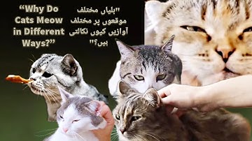 Unveiling the Secrets of Cat Psychology: Understanding Your Feline Friend