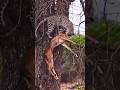 Tiger Hunts a Deer and Climbs the Tree — But the Hunter Aims His Arrow#wildlife #africa #shorts