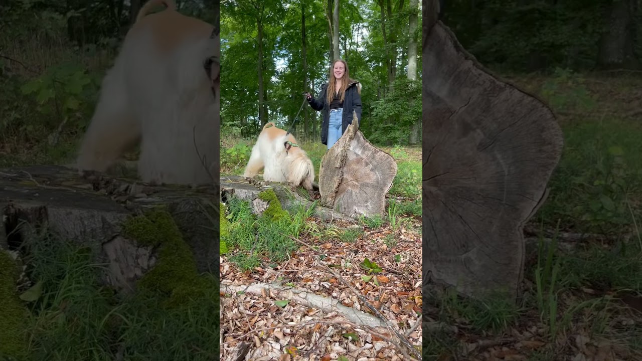 Legolas, the Afghan Hound, jumping!!