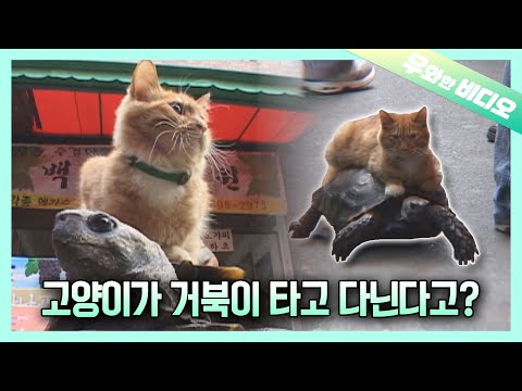 거북이 입장도 들어봐야 하는 영상🐢🐈┃This Kitty&amp;#39;s Private Vehicle is a TURTLE (<strong>Plus</strong>, She&amp;#39;s a <strong>Good</strong> Driver)