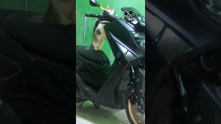 Kucing Naik Motor #kucinglucu #shorts