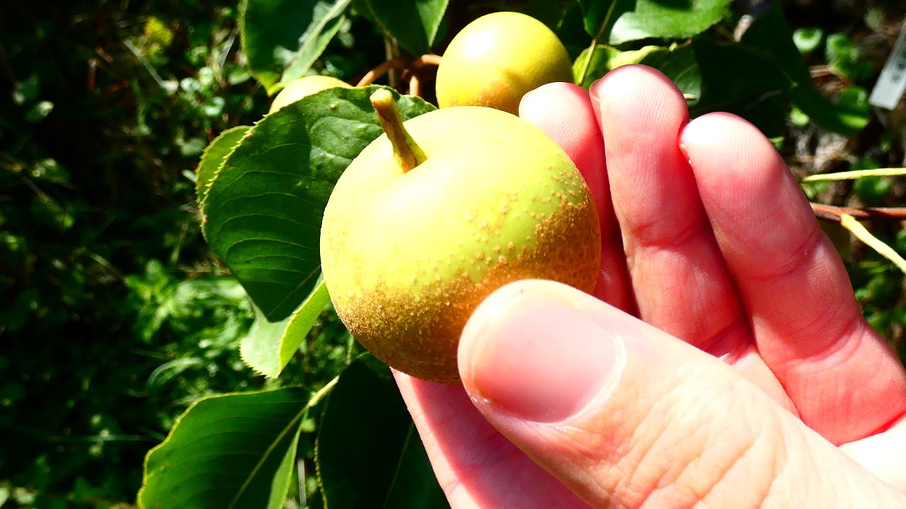 Nashi Shinseiki Pyrus Pyrifolia Birne Ausdunnen Garten 1 8 19 Fz Youtube