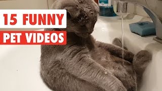 15 Funny Pet Videos Compilation 2016