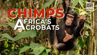 Chimpanzees: Africa's Arboreal Acrobats by Apes Like Us 4,424 views 3 years ago 6 minutes, 2 seconds