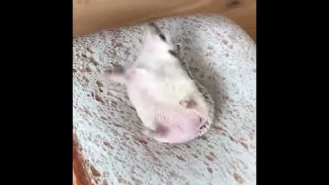 hedgehog trying to get out of bread in the morning