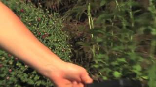 Brookside Gardens Tips on Fall Mums, Oct 5