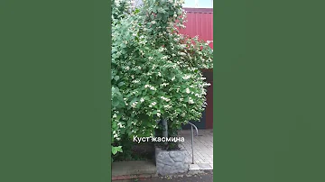 Куст жасмина