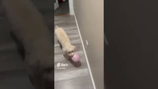 Mini Poodle pops the balloon | Simba #minipoodle #dog #funny