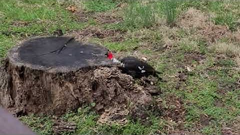 A Pileated Woodpecker came to visit my tree stump