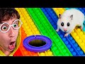 🐹 HAMSTER en LABERINTO de POP IT creado por Humanos!!! (Pequeño y Divertido Animal Popit)