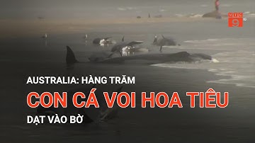 AUSTRALIA: HÀNG TRĂM CON CÁ VOI HOA TIÊU DẠT VÀO BỜ | VTC9