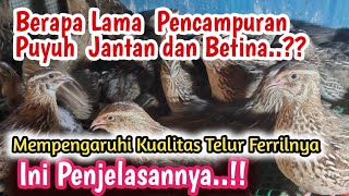 Berapa Lama Masa Pencampuran Puyuh Jantan dan Betina agar Telur Fertilnya Bagus..??