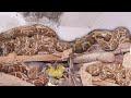                big python snake rescue