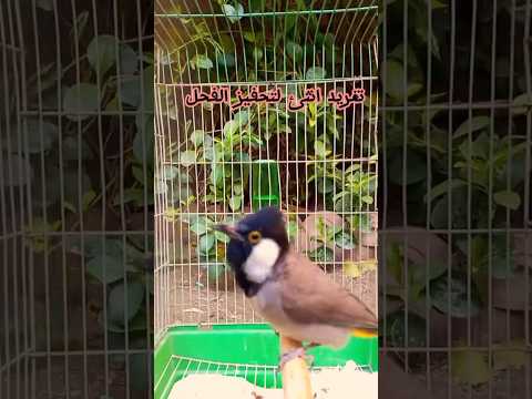 تغريد بلبل اليف لتحفيز البلابل ع التغريد لا تنسون الاشتراك بلقناه 