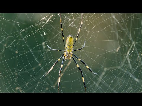 Invasive-Joro-Spiders-Flourishing-in-Georgia