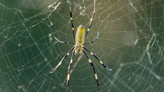 Invasive Joro Spiders Flourishing in Georgia