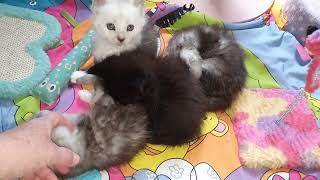 the Maine Coon kittens