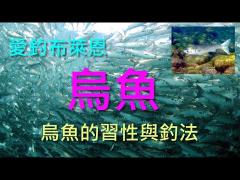 (2) 烏魚的習性與釣法 【知魚不龜系列】