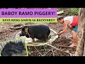 WILD/NATIVE PIG FARMING | Kaya Bang Mag Alaga ng Baboy Ramo? Watch This! | New Home For Them