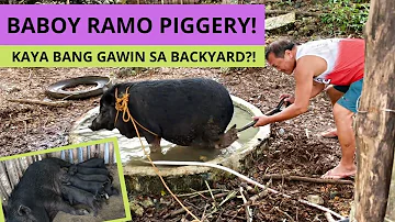 NATIVE PIG FARMING | Kaya Bang Mag Alaga? Watch This! | New Home For Them
