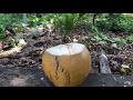 Los cocos de costa en una linda propiedad el salvador
