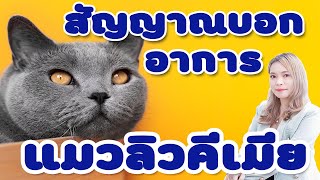 สัญญาณบอกอาการ 'แมวลิวคีเมีย'