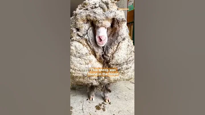 Sheep Covered In 80 Pounds Worth Of Wool Makes The Most Insane Transformation | The Dodo - DayDayNews