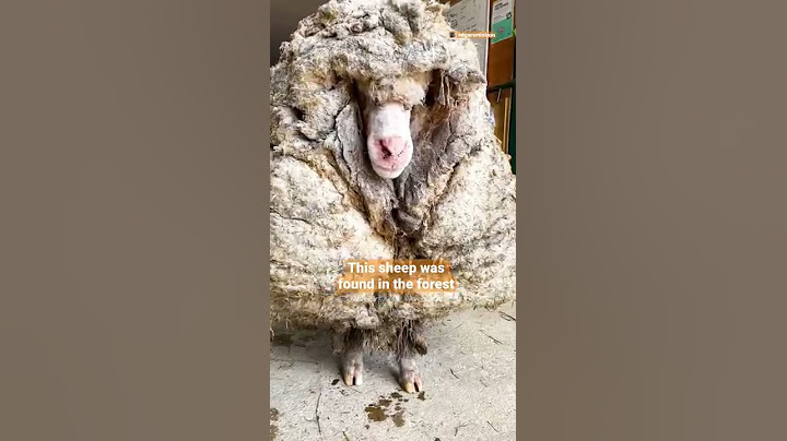 Sheep Covered In 80 Pounds Worth Of Wool Makes The Most Insane Transformation | The Dodo