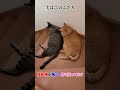 ふたりで恐怖に打ち勝とう！！　 #猫　#すずつむふう　#茶トラ　#キジトラ