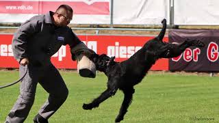 Giant Schnauzer Blackmoore Vdh Dm Widu